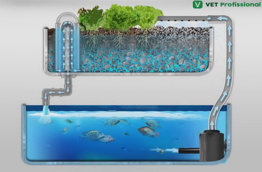 Os Melhores Peixes para Aquaponia: Escolha a Espécie Certa para o Sucesso