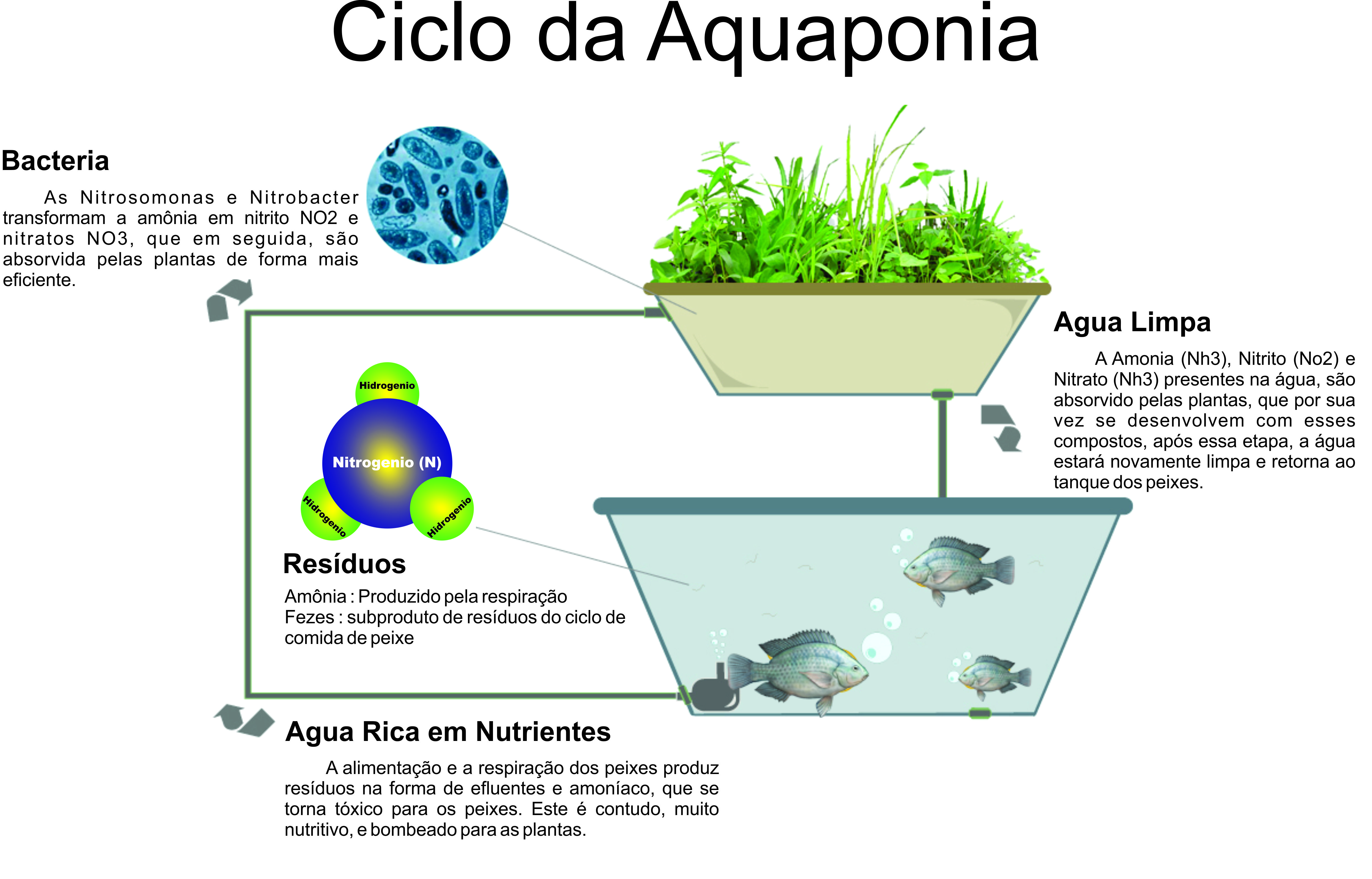 Plantas Ideais para Aquaponia: Maximizando sua Produção Orgânica