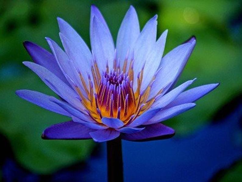 as flores mais lindas do mundo fotos