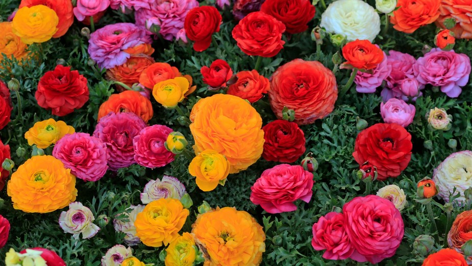 A Exótica Beleza da Ave do Paraíso