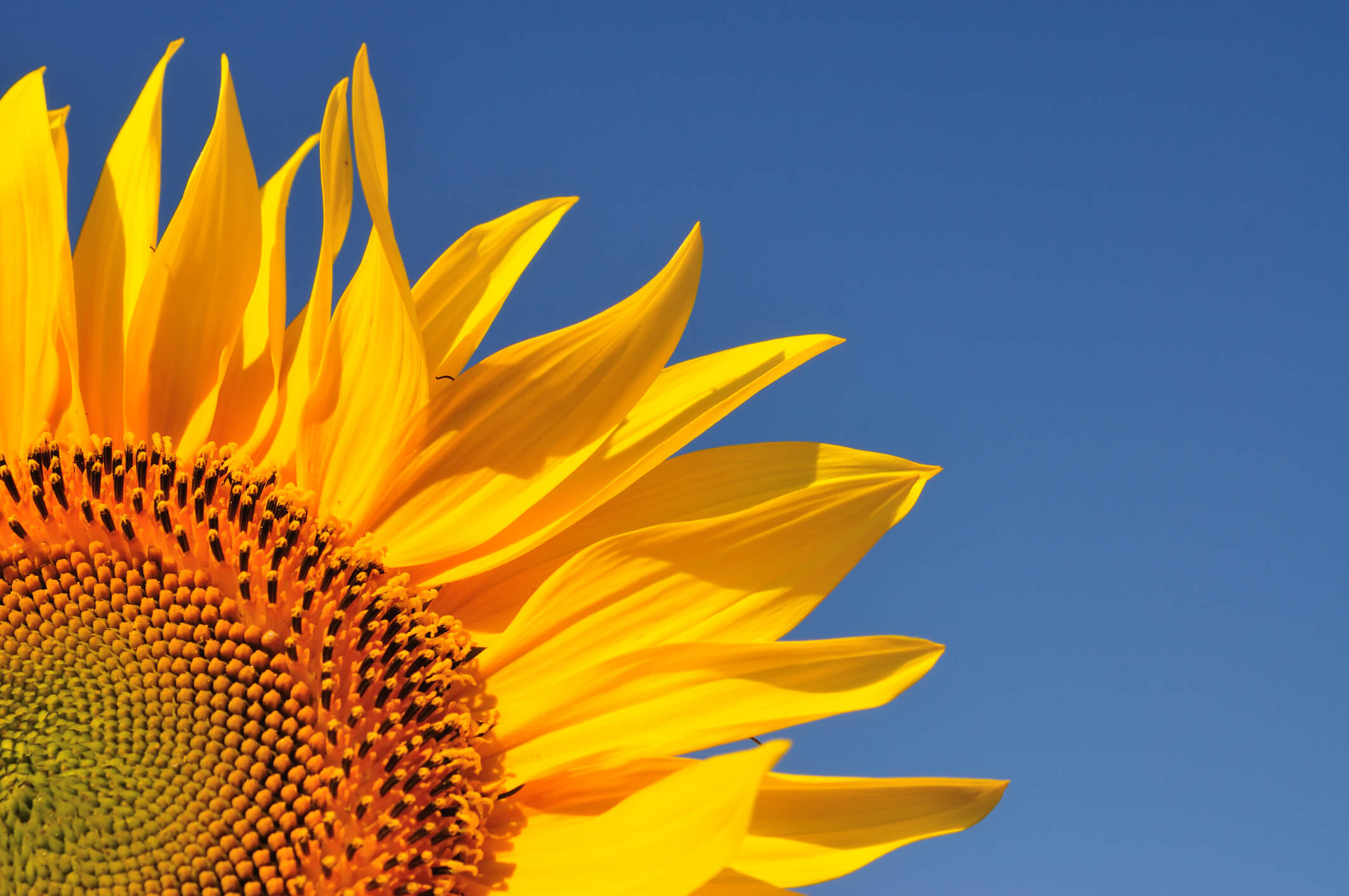 as flores mais lindas do mundo fotos