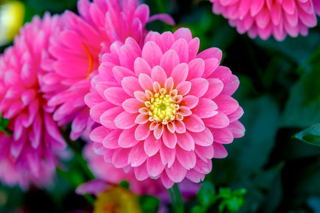 Guia Completo de Cuidados com Orquídeas