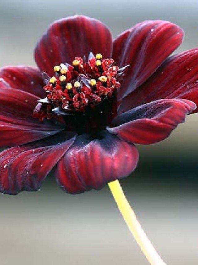 Como Cultivar a Petúnia 'Night Sky' em Casa