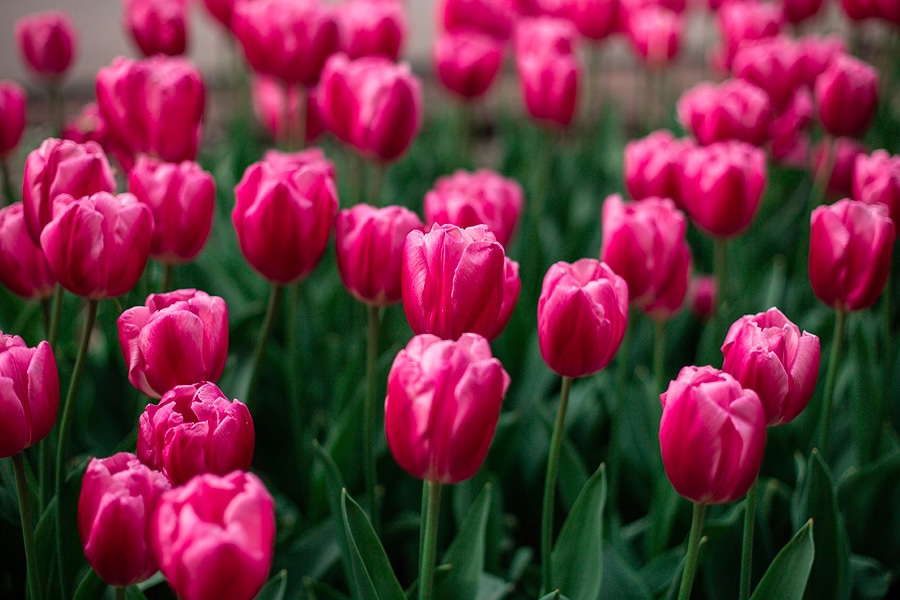 Como Cultivar a Petúnia 'Night Sky' em Casa