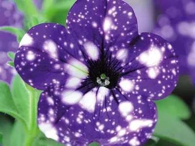 Dicas de Jardinagem para Dalias Deslumbrantes