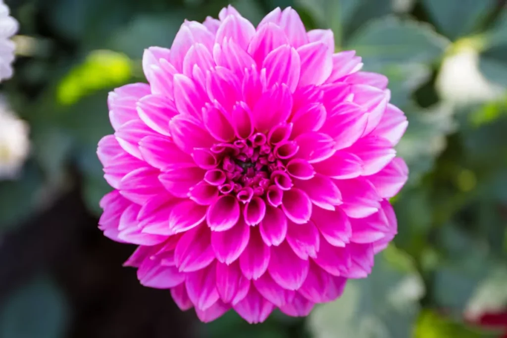 A Exótica Beleza da Ave do Paraíso