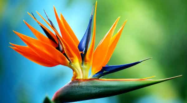 As Flores Mais Raras do Mundo: Onde Encontrá-las?