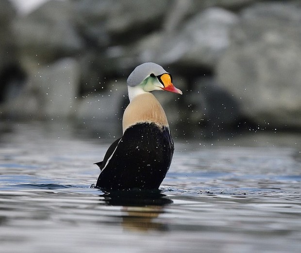 fotos premiadas National Geographic valor estético
