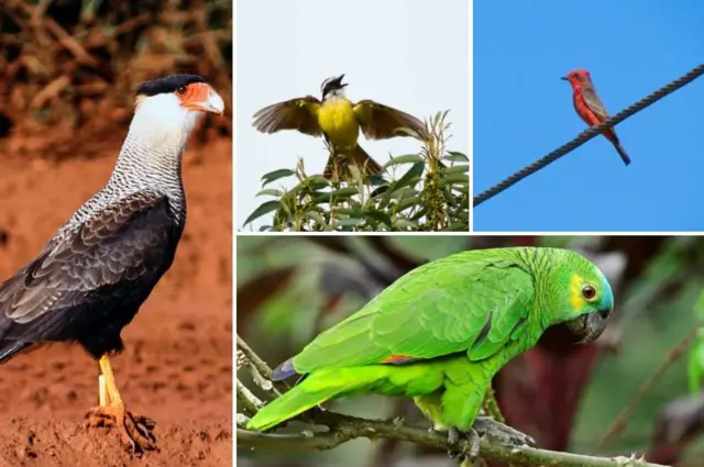 Como Identificar Aves Brasileiras: Ferramentas e Plataformas Essenciais