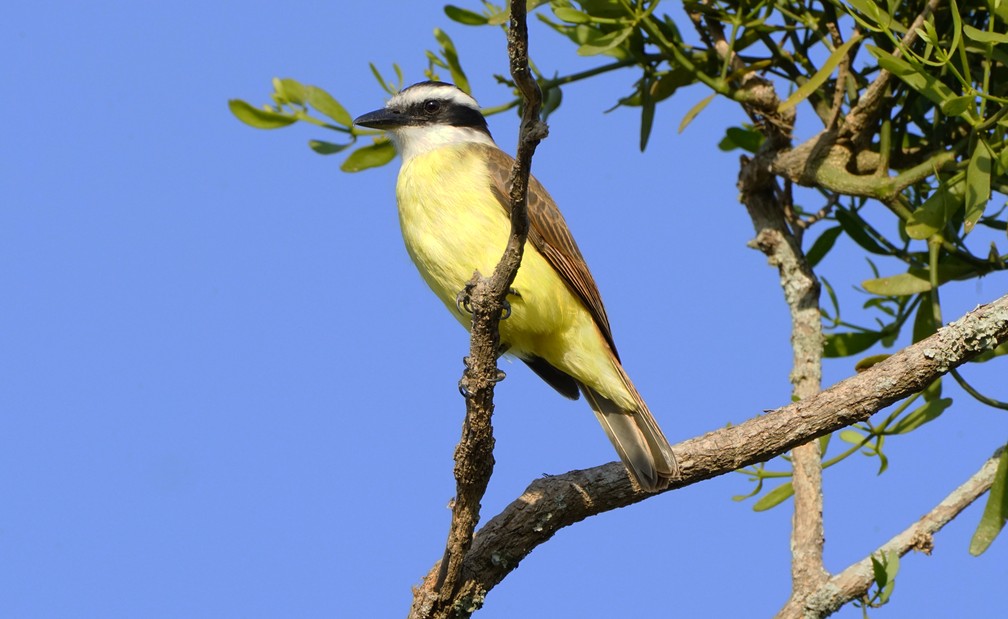 Guia Completo de Birdwatching no Brasil: Melhores Locais e Dicas