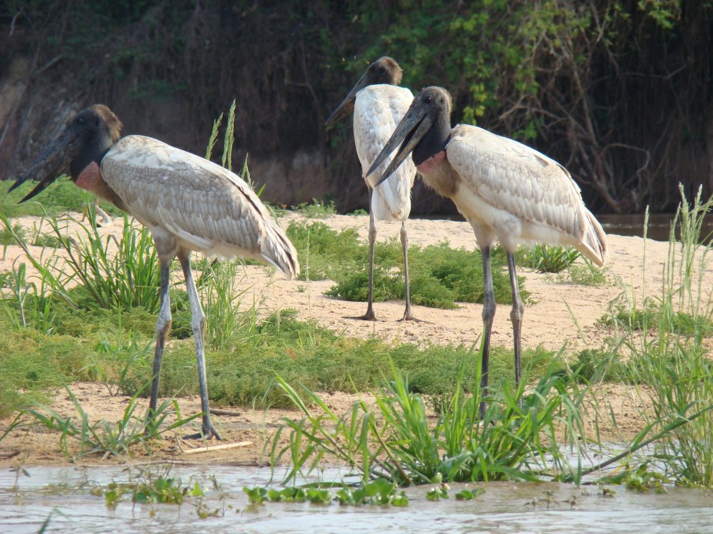 As Aves Mais Raras e Ameaçadas da Caatinga Brasileira