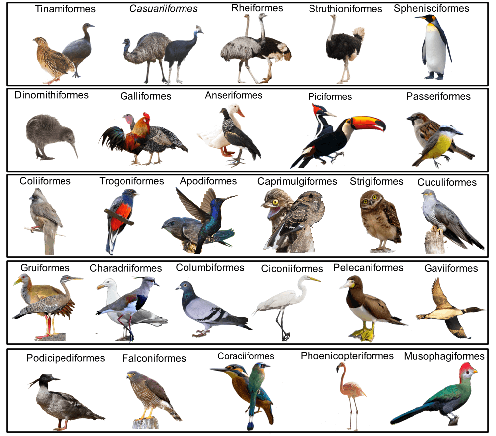 Guia Completo de Birdwatching no Brasil: Melhores Locais e Dicas