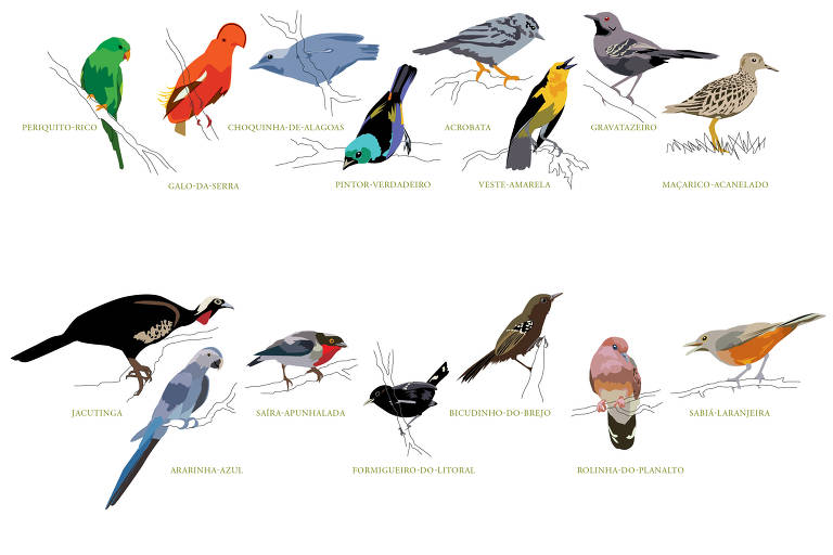Como Identificar Aves Brasileiras: Ferramentas e Plataformas Essenciais