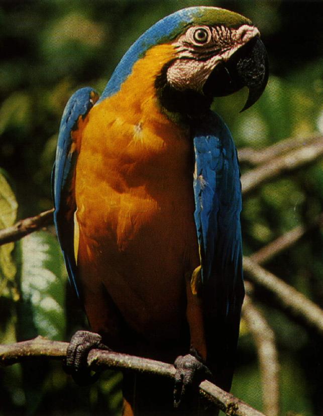 Aves Símbolo do Brasil e Seus Estados: Conheça a Diversidade