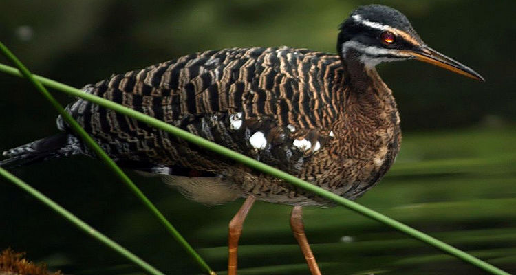 Como Identificar Aves Brasileiras: Ferramentas e Plataformas Essenciais