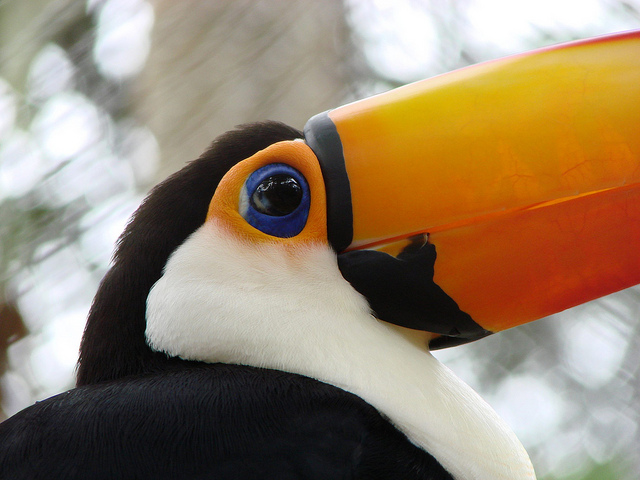 Guia Completo de Birdwatching no Brasil: Melhores Locais e Dicas