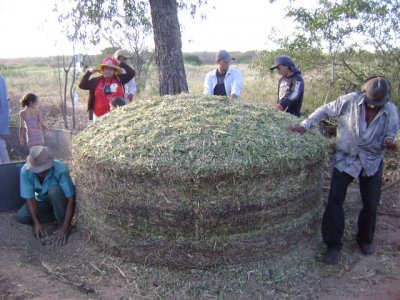 banco de proteínas na fazenda