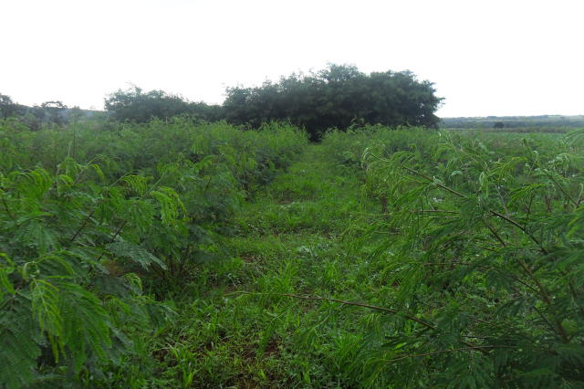 banco de proteínas na fazenda