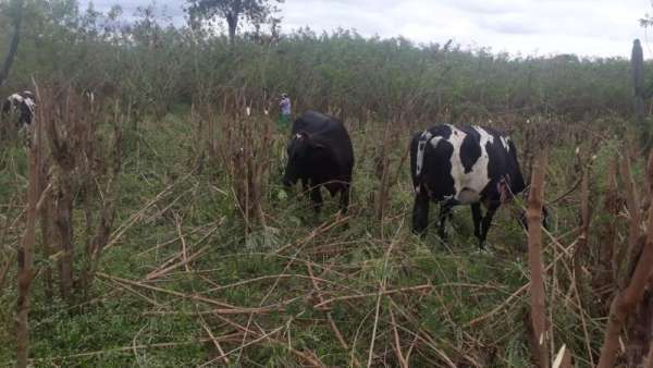 banco de proteínas na fazenda