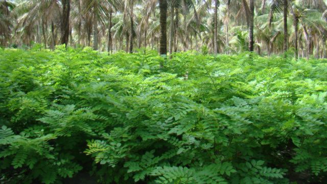 banco de proteínas na fazenda