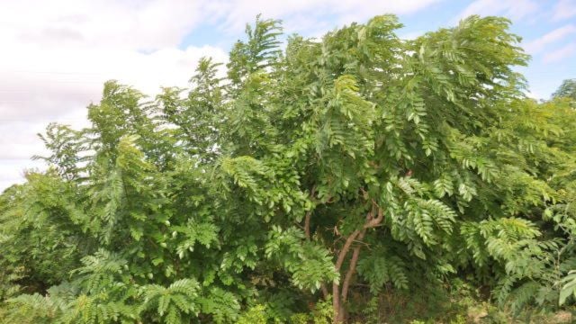 banco de proteínas na fazenda