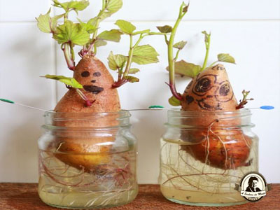 batata doce brotando decoração