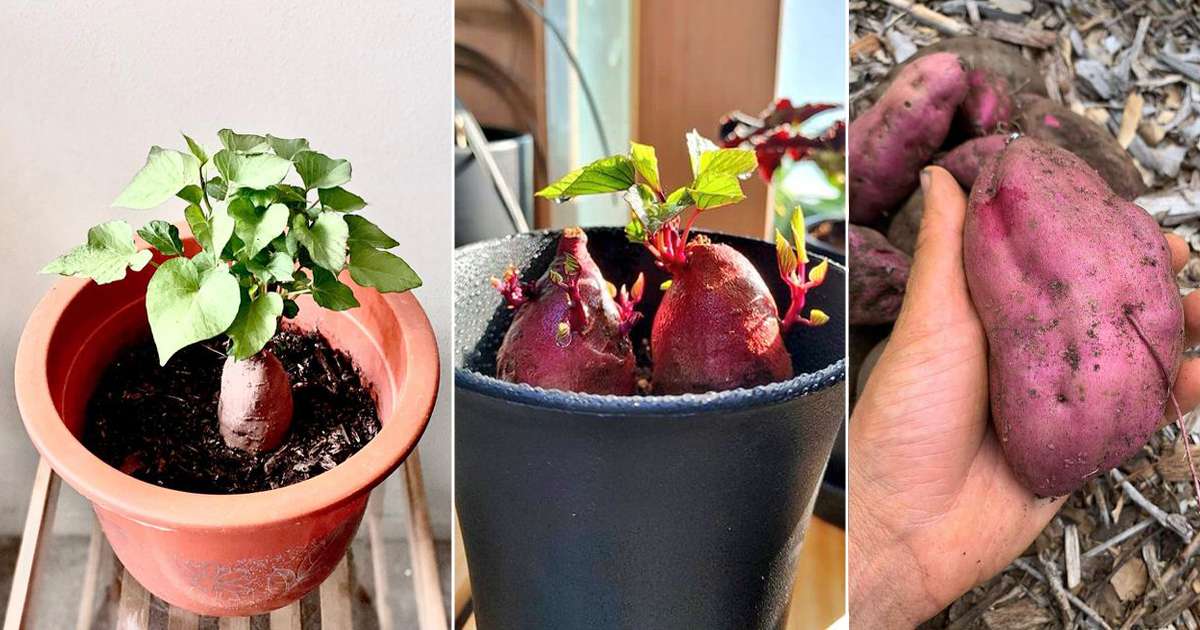 planta de batata doce em casa
