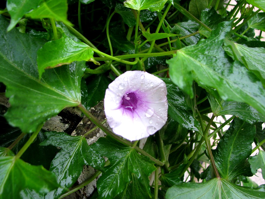 plantas fáceis de cuidar
