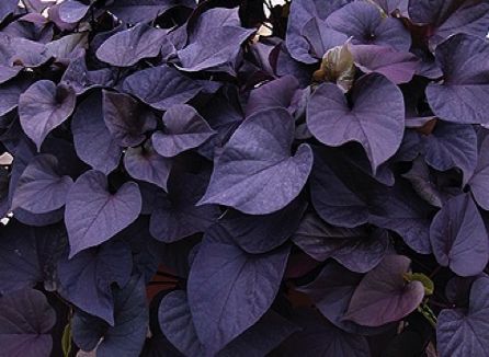 planta de batata doce em casa