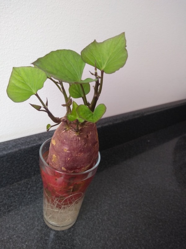 horta em apartamento