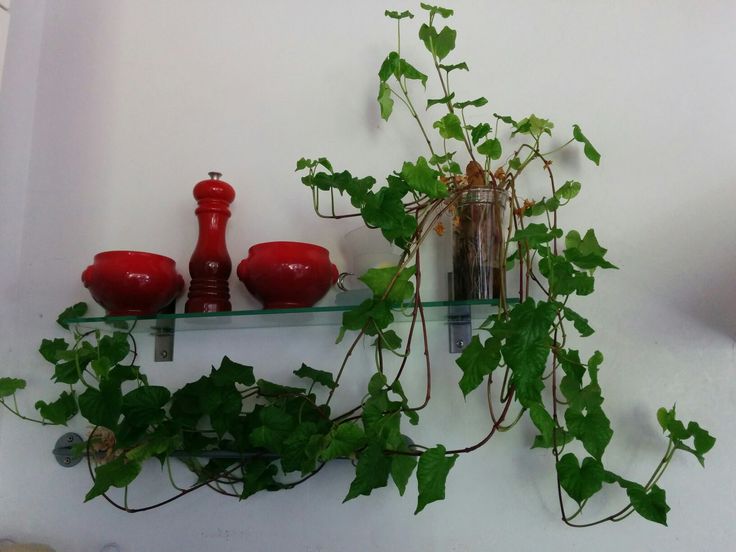 plantas fáceis de cuidar