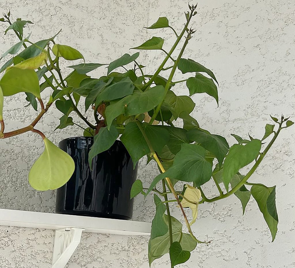 DIY decoração viva