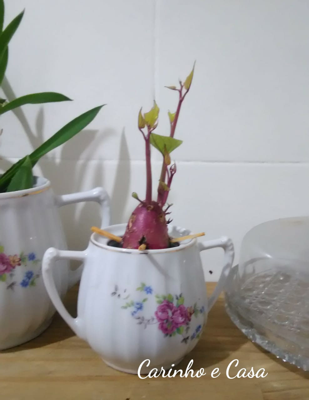crescimento de raízes batata doce