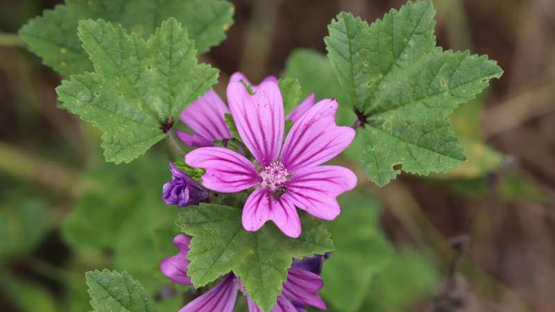 5 ideias de títulos:
1. Chá de Malva: Um Guia Completo de Benefícios e Usos Terapêuticos
2. Malva para a Pele: Como Usar Essa Planta Medicinal em Tratamentos Cutâneos
3. Alívio Digestivo com Chá de Malva: Receitas e Cuidados Essenciais
4. Propriedades Expectorantes da Malva: Combata Tosse e Bronquite Naturalmente
5. Chá de Malva: Contraindicações e Interações Medicamentosas Importantes