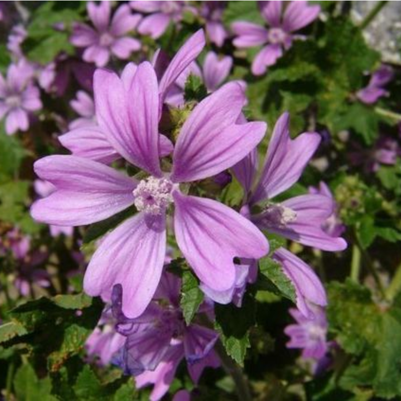 5 ideias de títulos:
1. Chá de Malva: Um Guia Completo de Benefícios e Usos Terapêuticos
2. Malva para a Pele: Como Usar Essa Planta Medicinal em Tratamentos Cutâneos
3. Alívio Digestivo com Chá de Malva: Receitas e Cuidados Essenciais
4. Propriedades Expectorantes da Malva: Combata Tosse e Bronquite Naturalmente
5. Chá de Malva: Contraindicações e Interações Medicamentosas Importantes