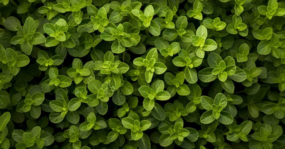 Alternativas Naturais para Aliviar Cólicas Menstruais: Onde o Orégano se Encaixa