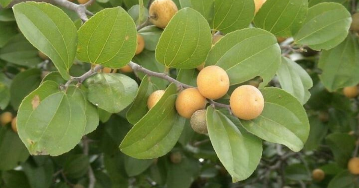 Beneficios Do Jua Para Os Cabelos