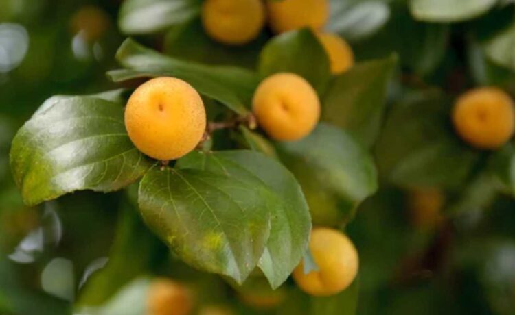 Receita de shampoo de juá caseiro para crescimento