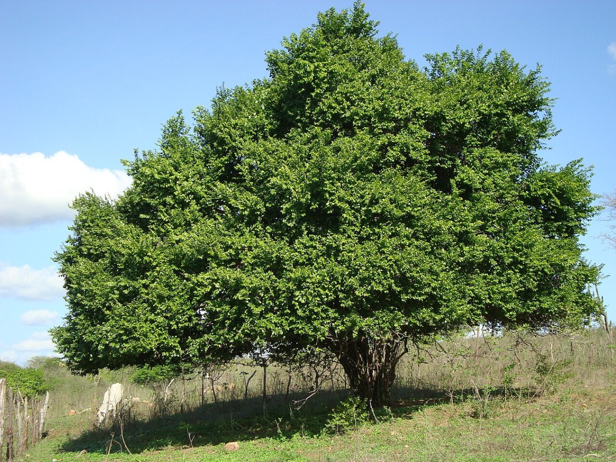 Juá e babosa: a combinação perfeita para o cabelo