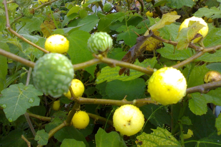 Como o juá combate a caspa e seborreia naturalmente