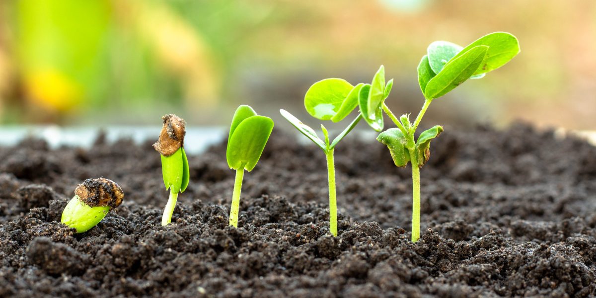 bioinsumos na agricultura o que são