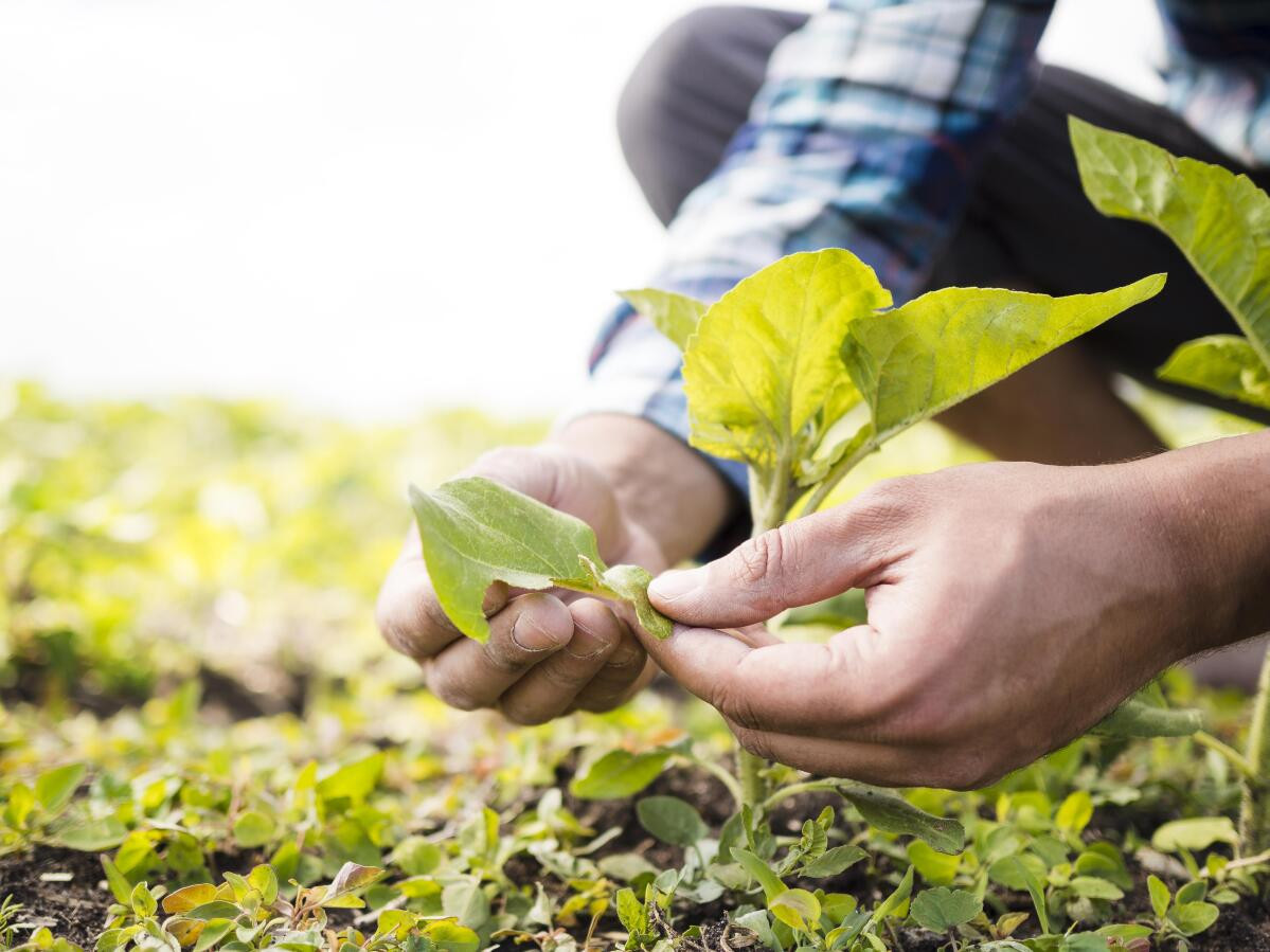bioinsumos na agricultura o que são