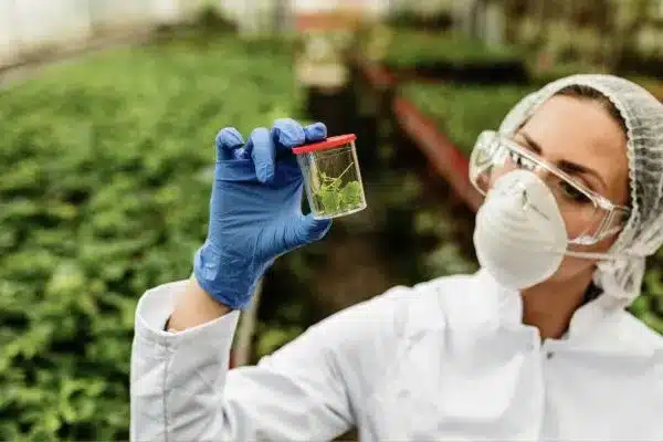 Bioinsumos vs. Insumos Químicos: Qual a Melhor Escolha para Sua Lavoura?