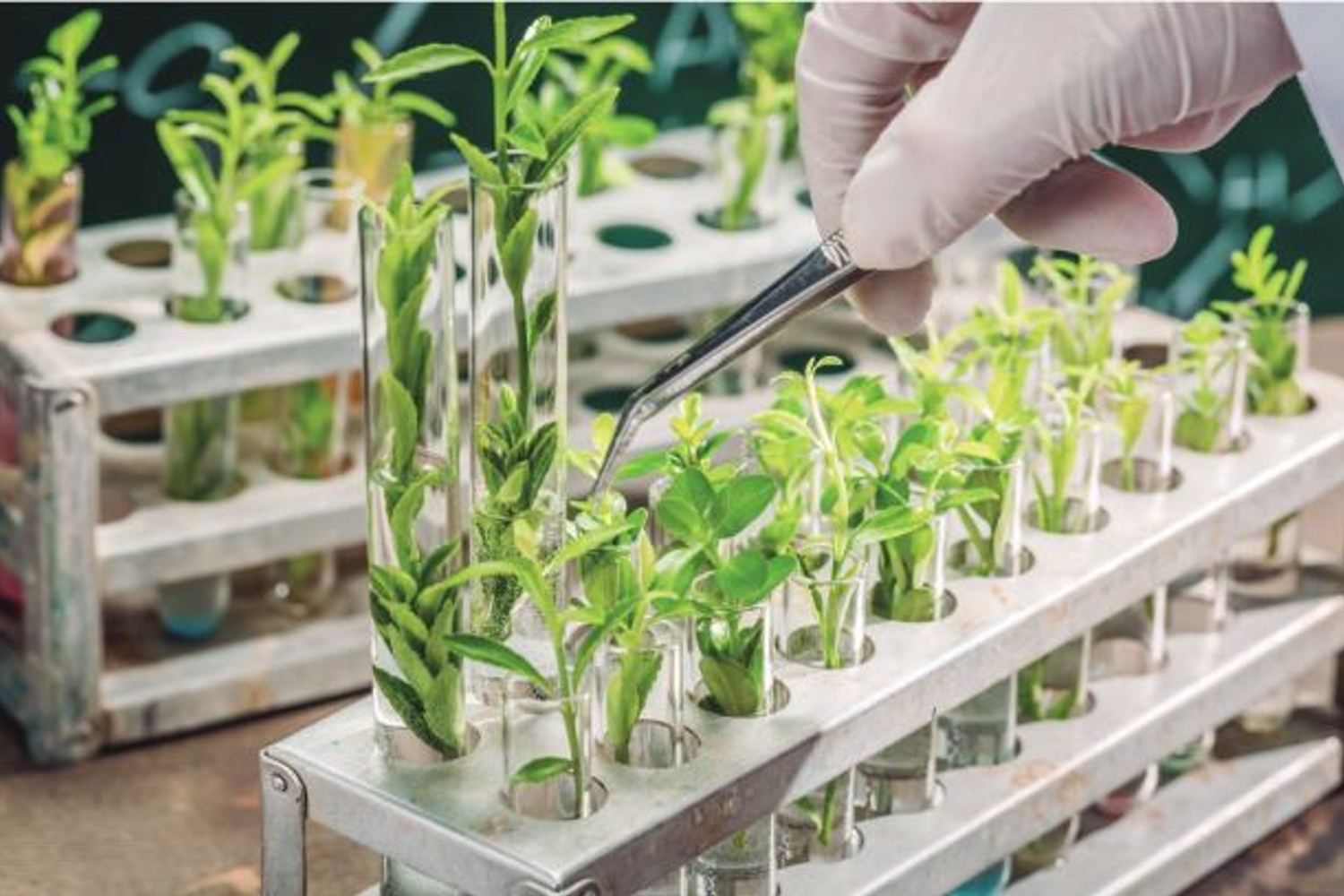 bioinsumos na agricultura o que são