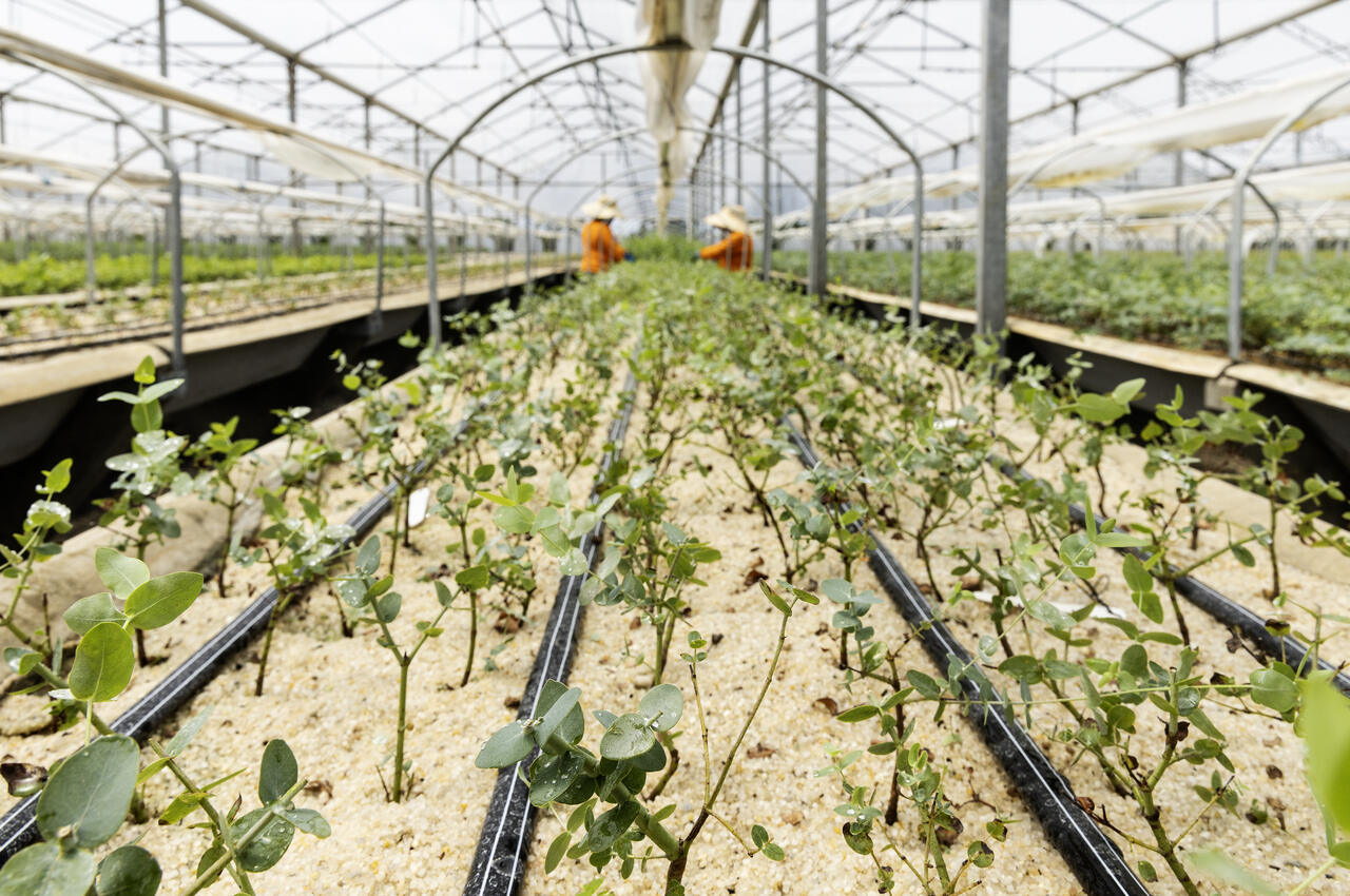 As Principais Empresas de Bioinsumos no Brasil: Onde Encontrar Soluções Biológicas