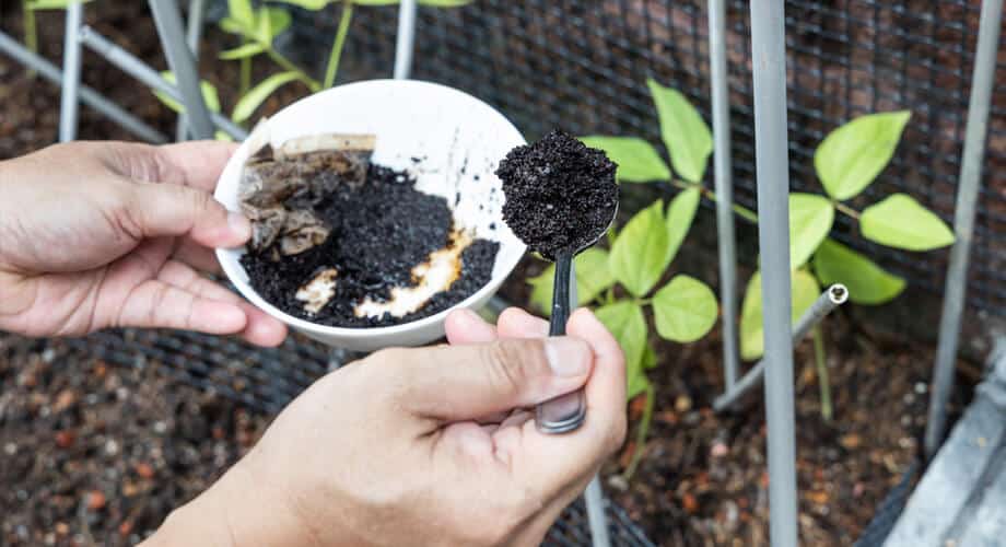borra de café como adubo