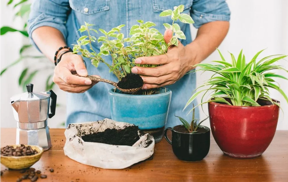 borra de café como adubo