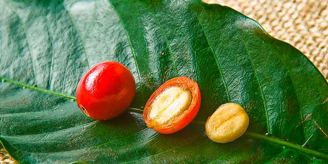 Onde Comprar Café Verde: Melhores Marcas e Lojas Confiáveis no Brasil