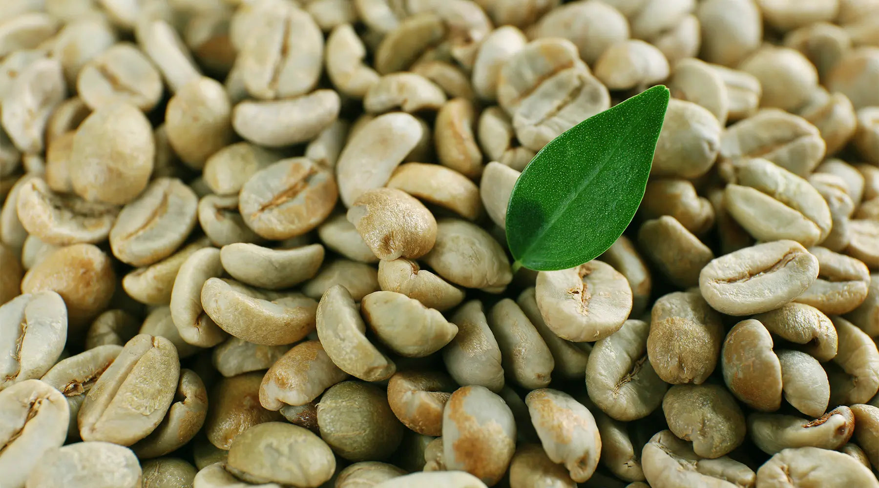 Pó ou Grão: Qual a Melhor Forma de Consumir Café Verde?