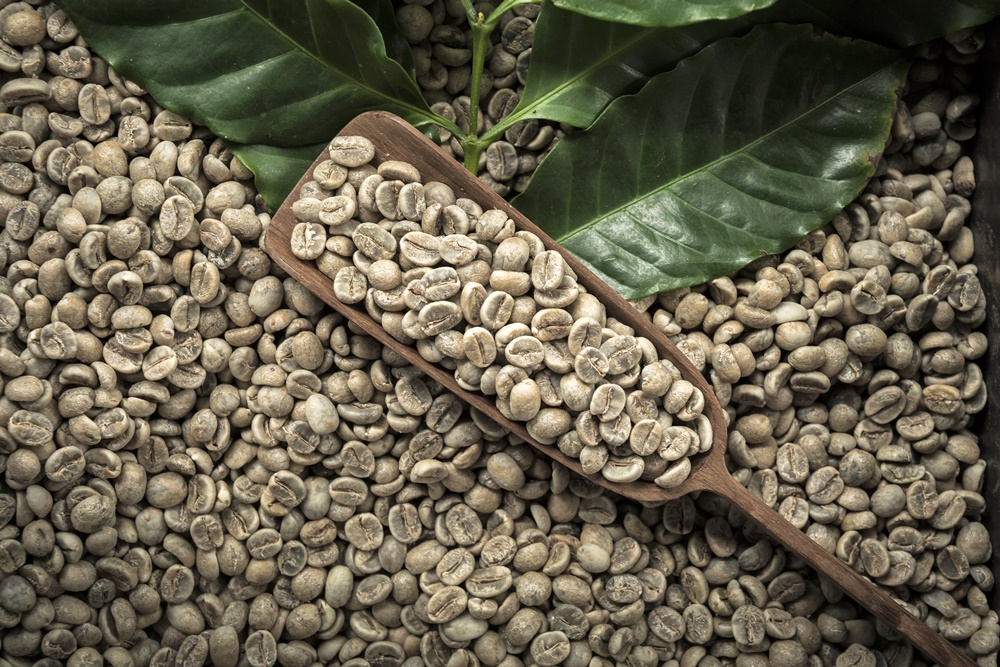 Café Verde: Mitos e Verdades sobre Seus Efeitos Colaterais e Contraindicações